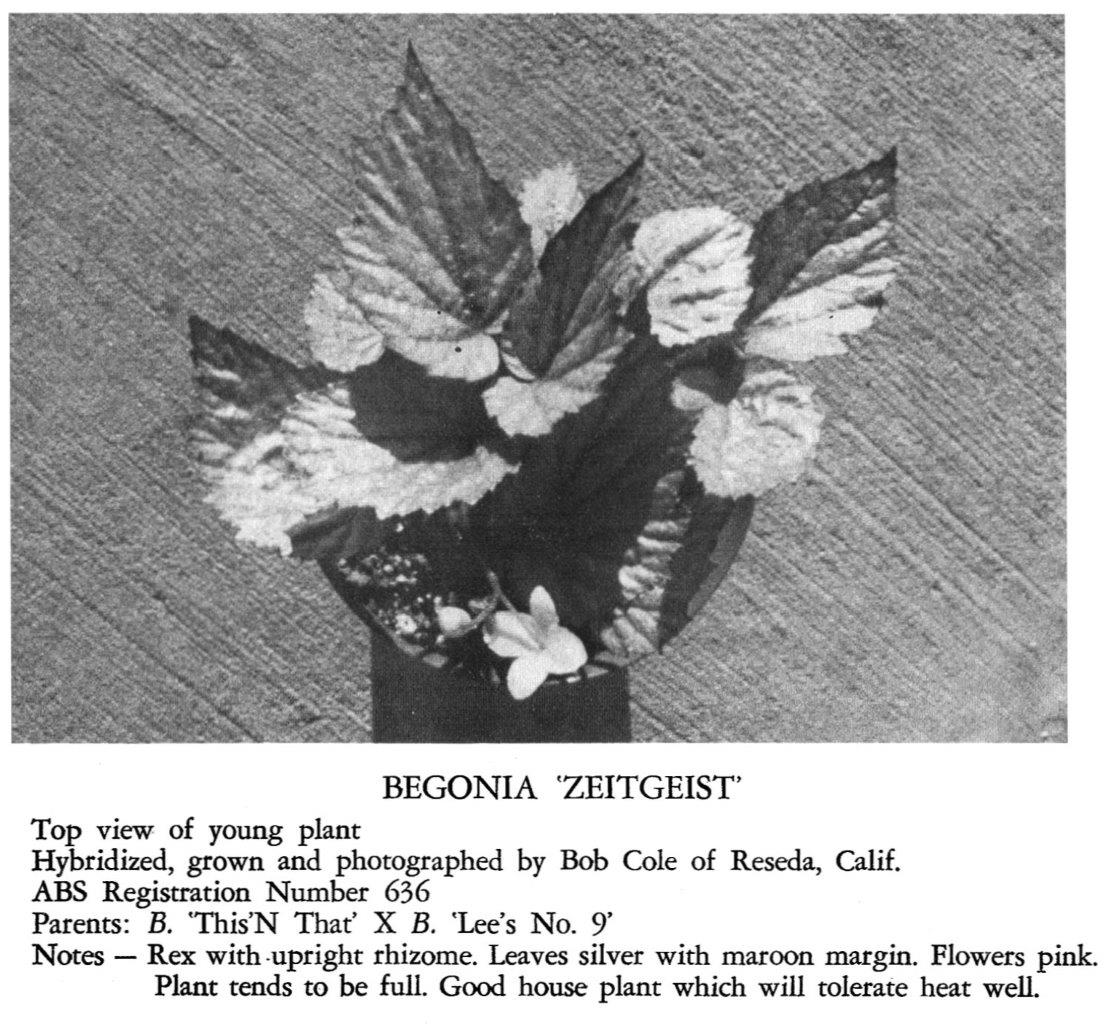 B. ‘Zeitgeist’